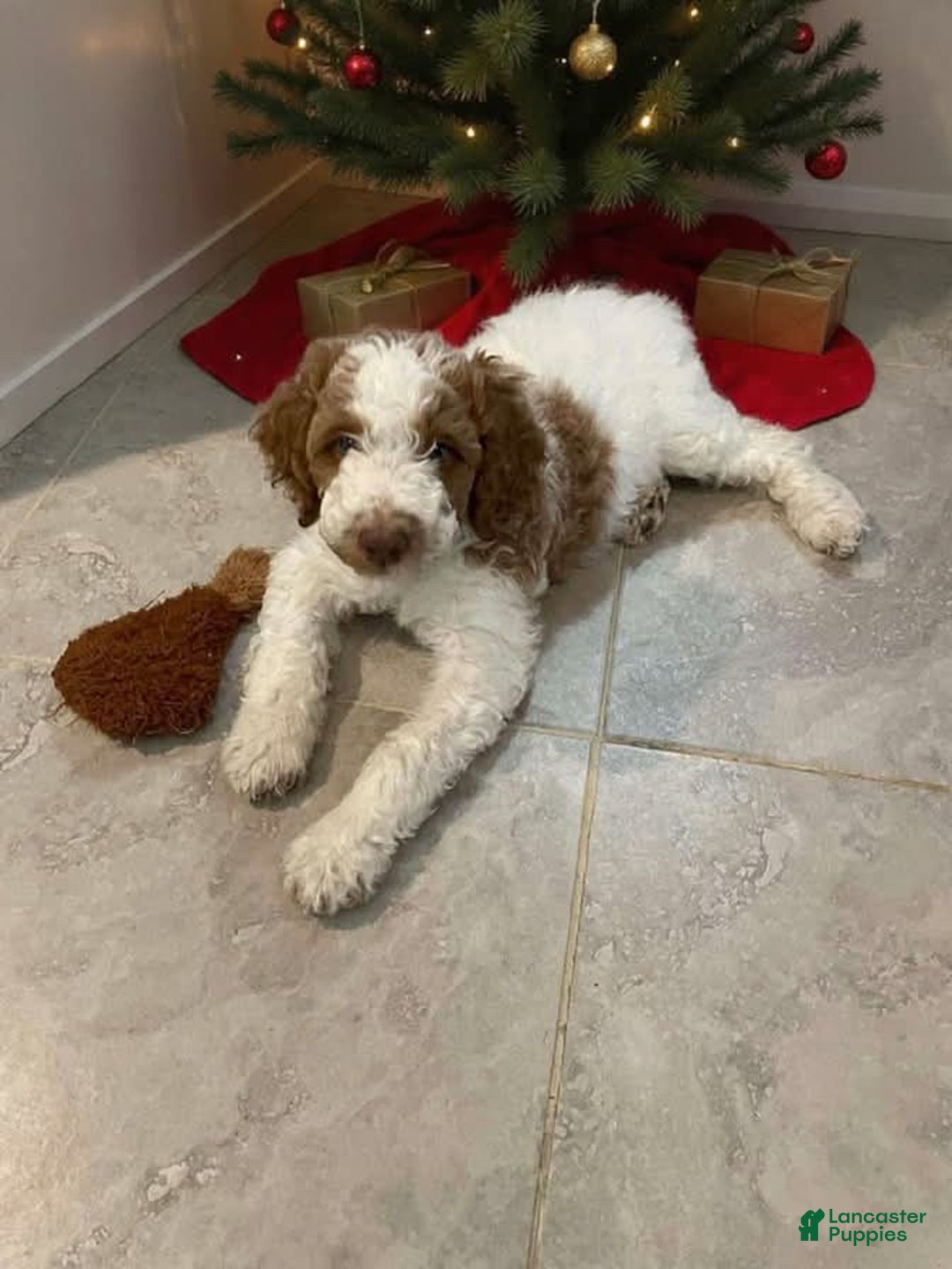 Miniature Labradoodle dogs for sale: Labradoodle Puppy 3 - Ad 2