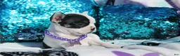 French Bulldog dogs for sale: Lola - Ad 3