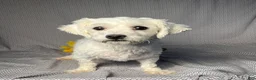 Maltipoo dogs for sale: Easton - Ad 6