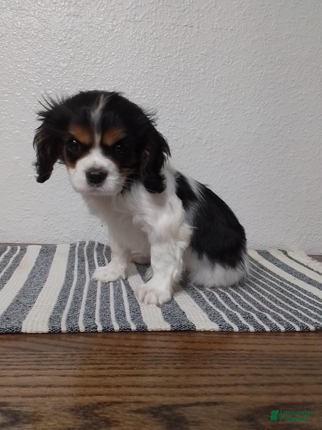 Cavalier King Charles Spaniel dogs for sale: Sam - Ad 1