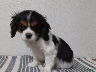 Cavalier King Charles Spaniel dogs Sam - Ad 36