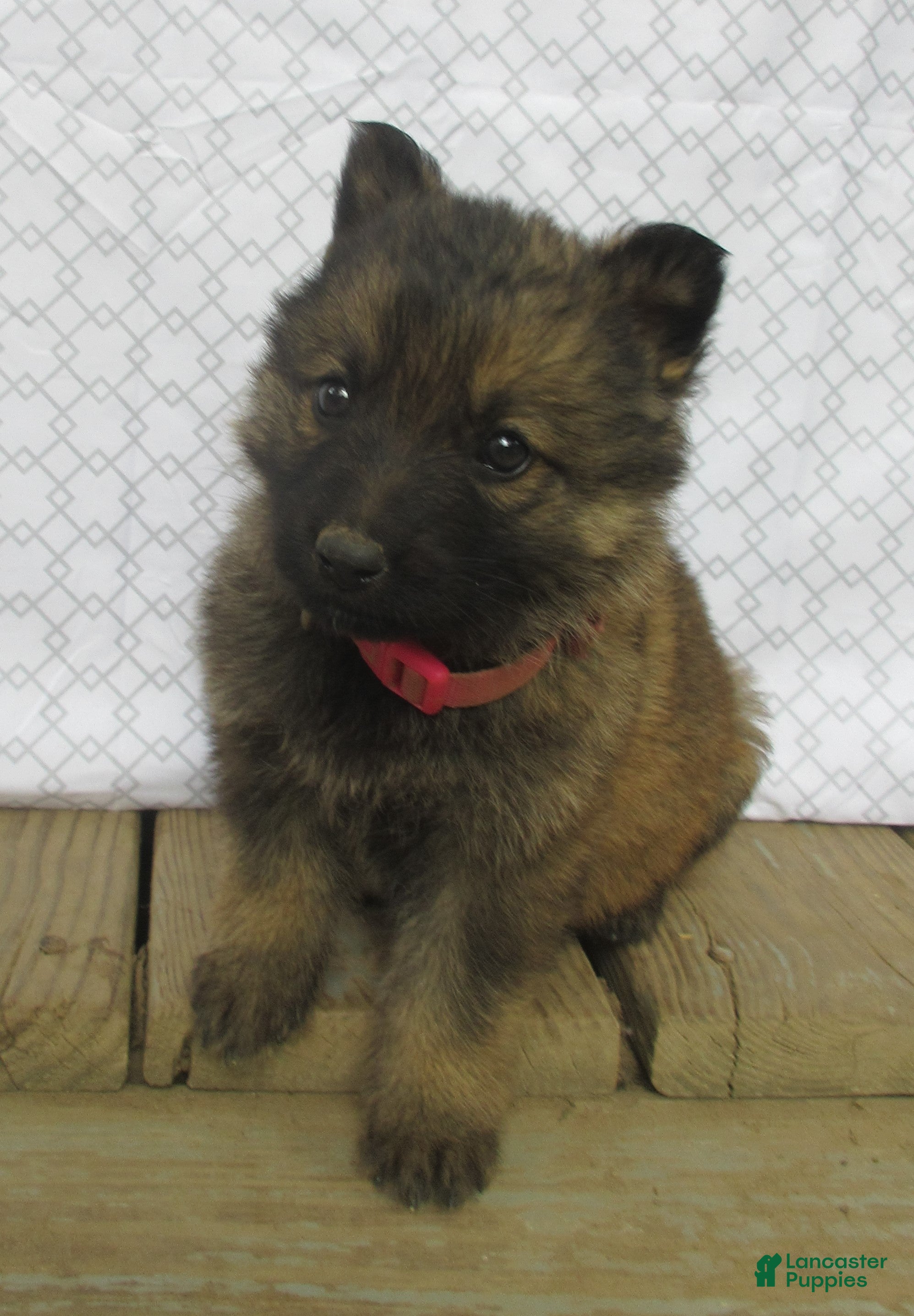 German Shepherd dogs Lucy - Ad 2