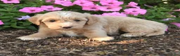 Mini Goldendoodle dogs for sale: Ronda - Ad 2