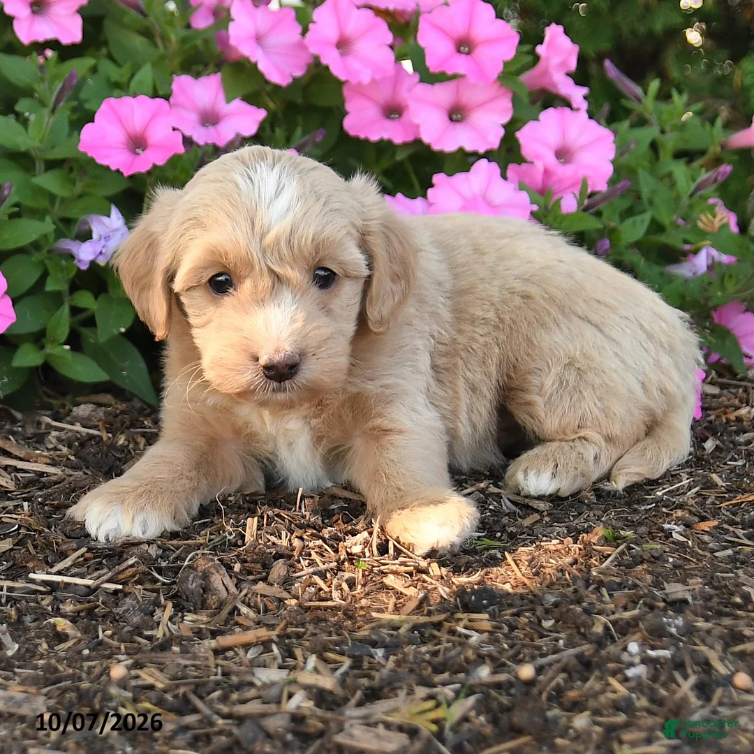 Mini Goldendoodle dogs for sale: Ronda - Ad 2