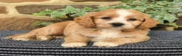 Cockapoo dogs for sale: Mocha - Ad 5