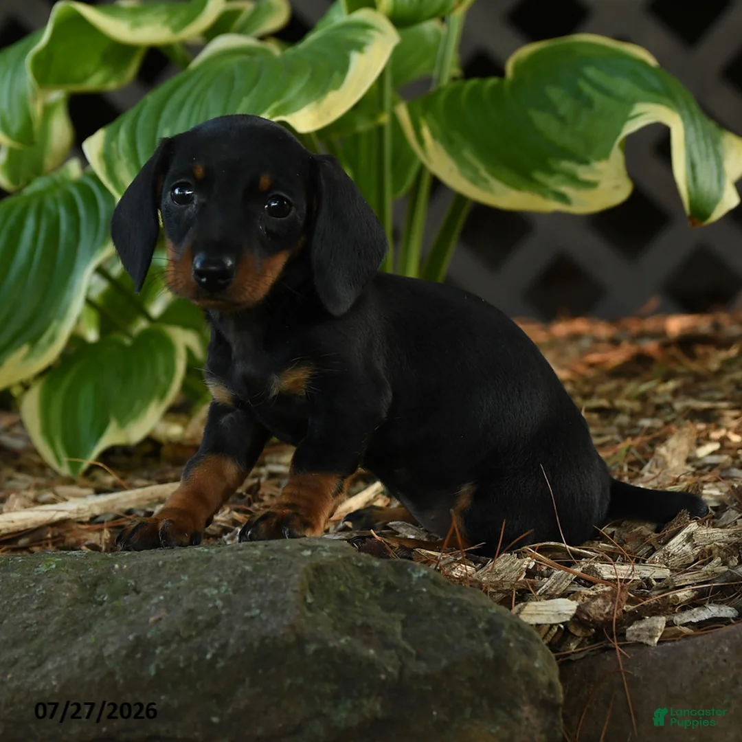 Miniature Dachshund dogs for sale: Dixie - Ad 2