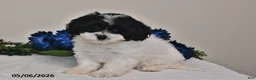 Shihpoo dogs for sale: Amber - Ad 2