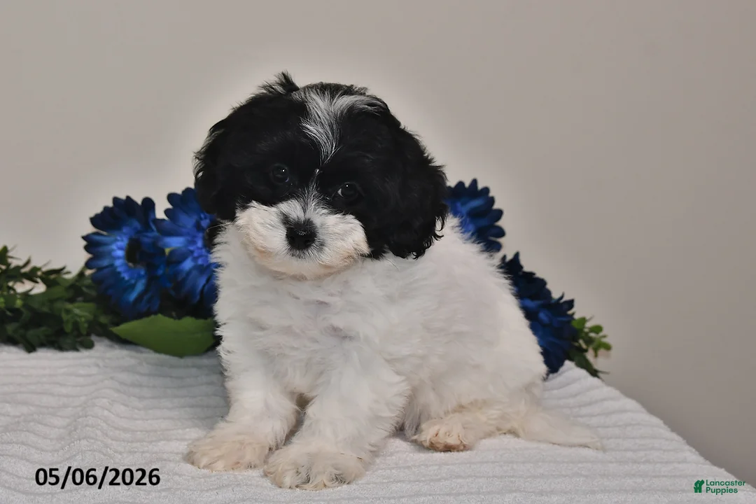 Shihpoo dogs for sale: Amber - Ad 2