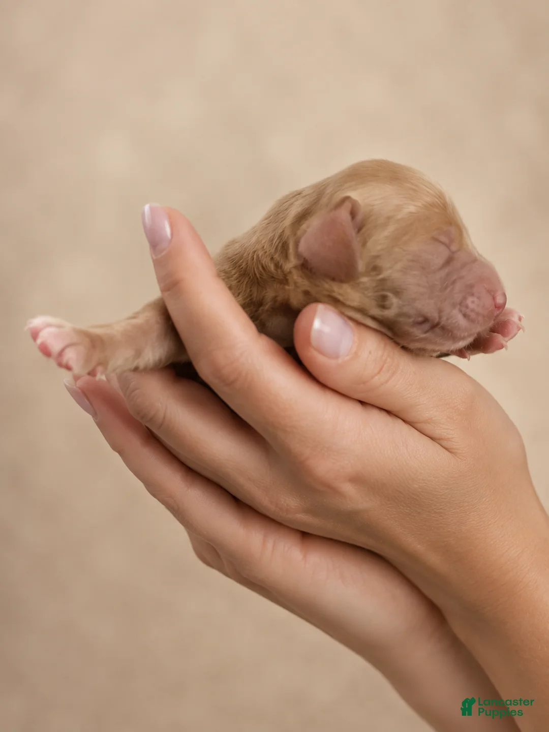 Dachshund dogs for sale: AKC Chase - Ad 1