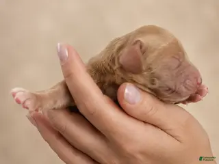 Dachshund dogs AKC Chase - Ad 1