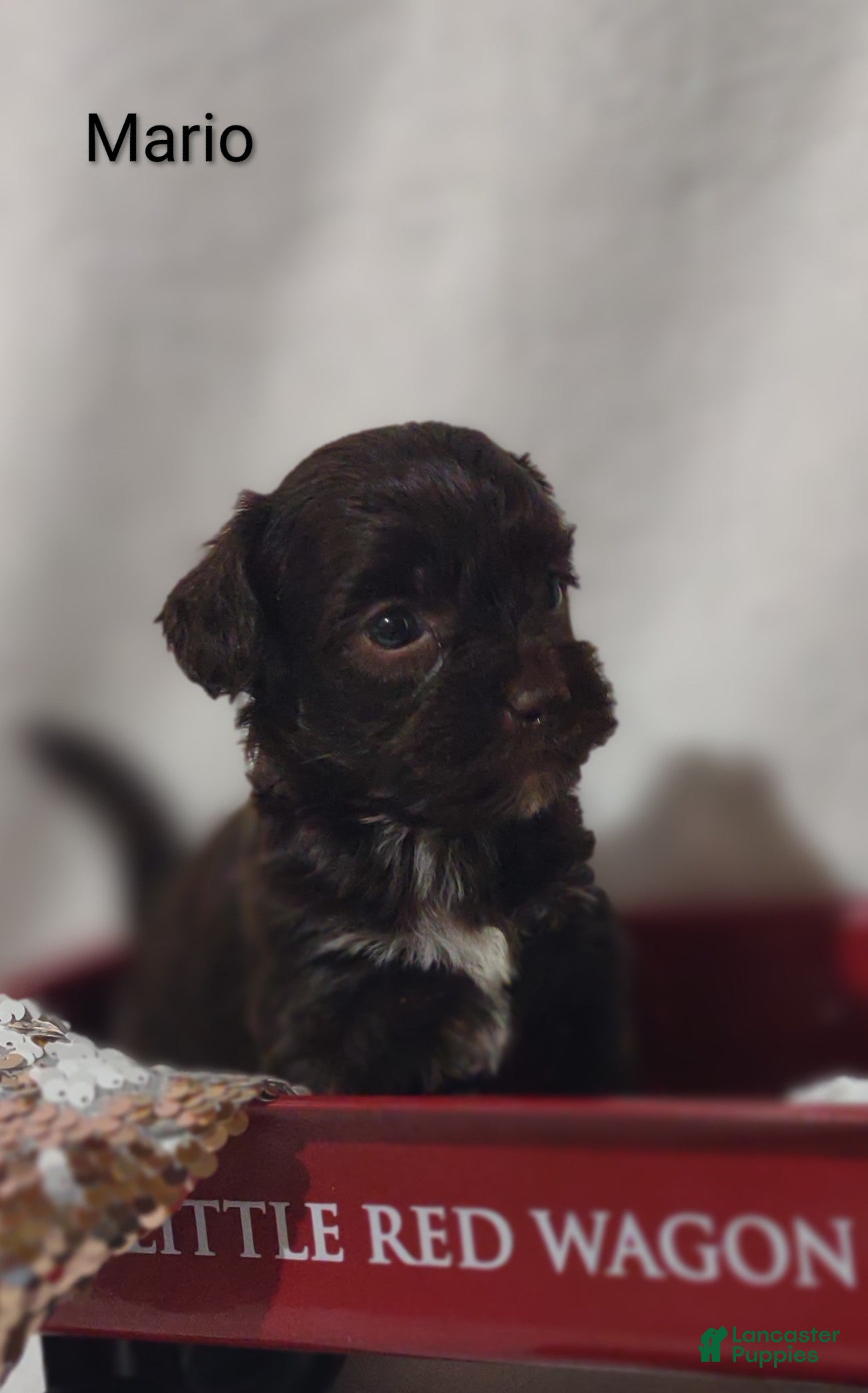Shihpoo dogs Shihpoo Puppy 1 Magic  - Ad 2
