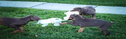 Doberman Pinscher dogs for sale: MASTER - Ad 22