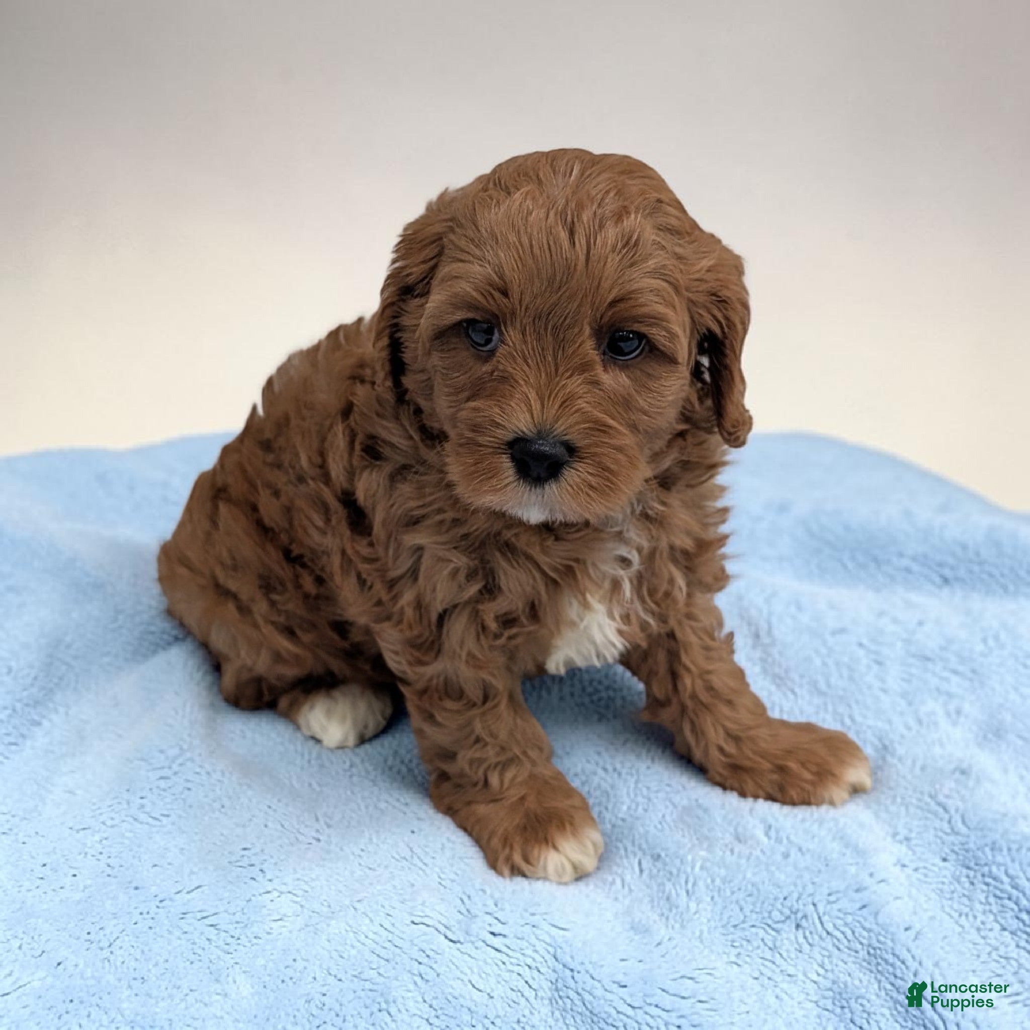 Cavapoo dogs Logan - Ad 2