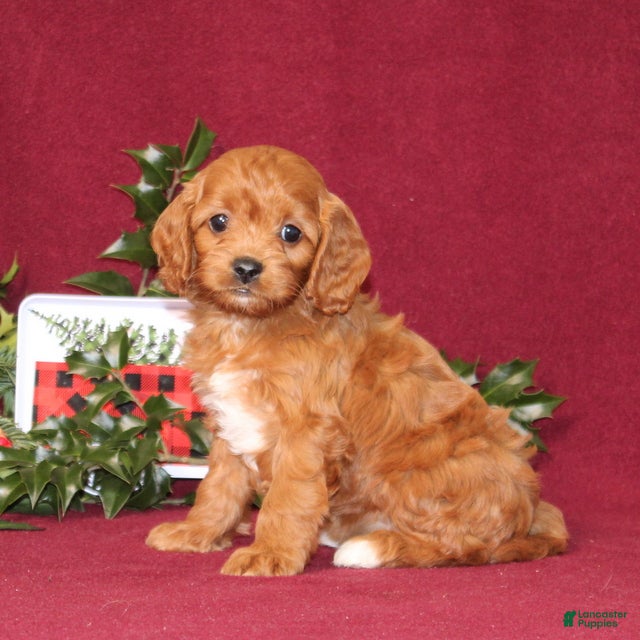 Cavapoo dogs Cocoa - Ad 24