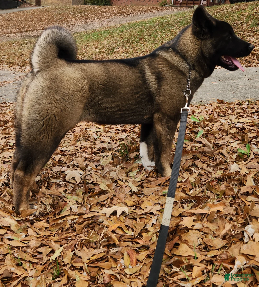 Akita dogs for sale: Jazz Sounds of Peace  - Ad 2