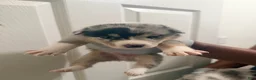 Mixed Breed dogs for sale: Brookie - Ad 17