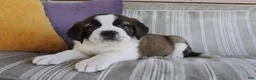 Saint Bernard dogs for sale: Maria - Ad 3