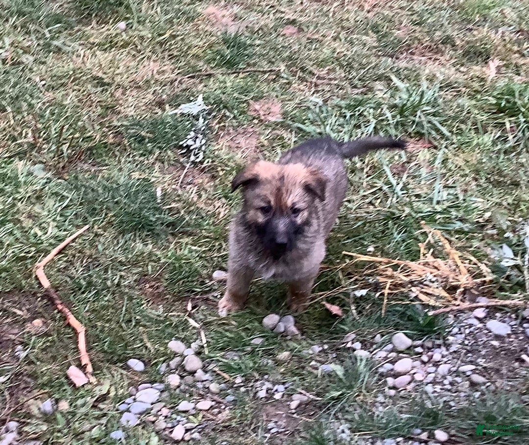 German Shepherd dogs for sale: Grizly - Ad 3