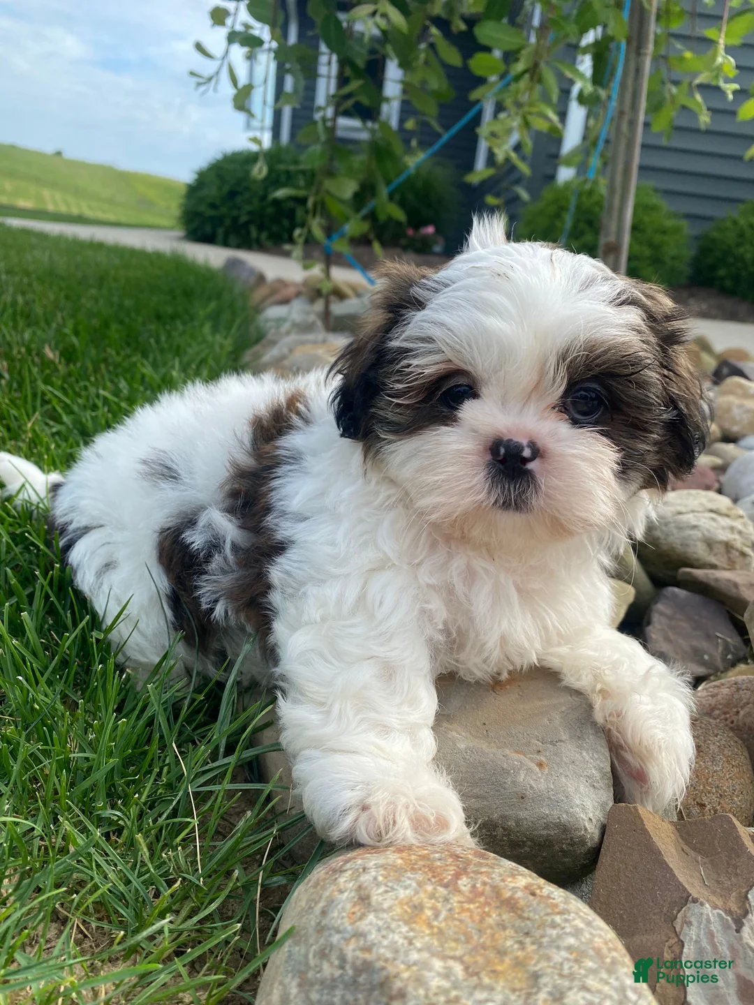 Shih Tzu dogs for sale: Tommy - Ad 1