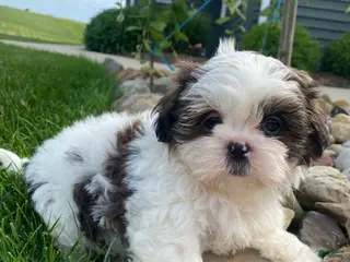 Shih Tzu dogs for sale: Tommy - Ad 4