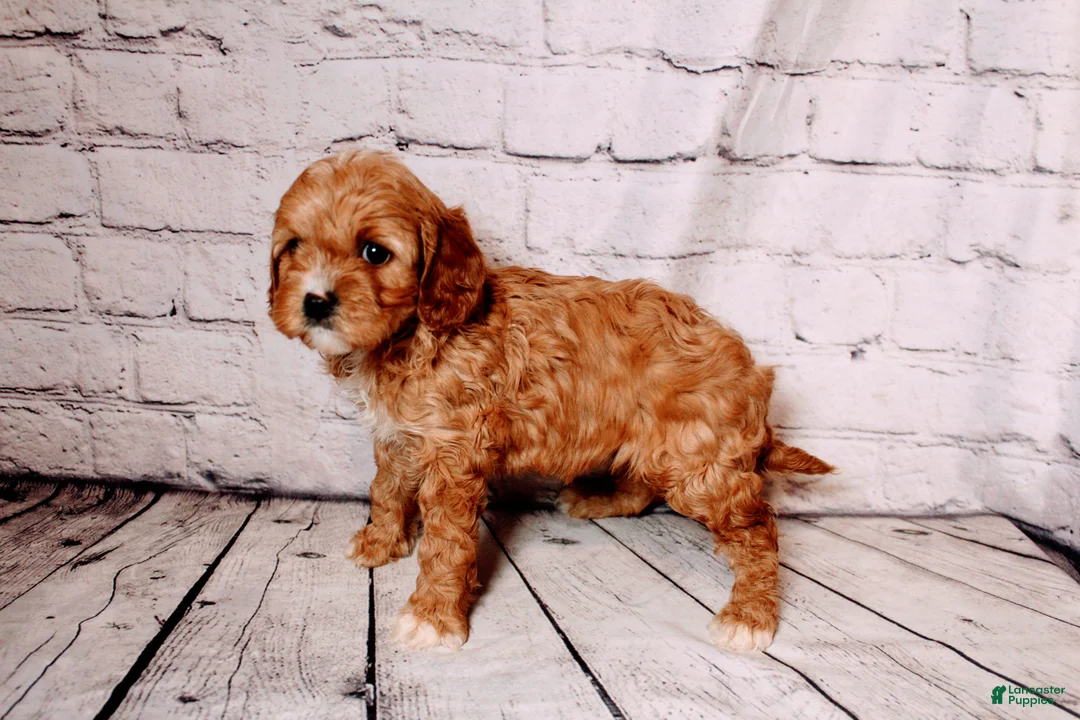 Cavalier King Charles Spaniel dogs for sale: Heidi - Ad 6