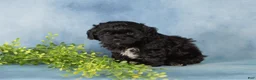 Mixed Breed dogs for sale: Midnight - Ad 3