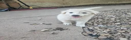 Mixed Breed dogs for sale: Mixed Breed 4 - Ad 2