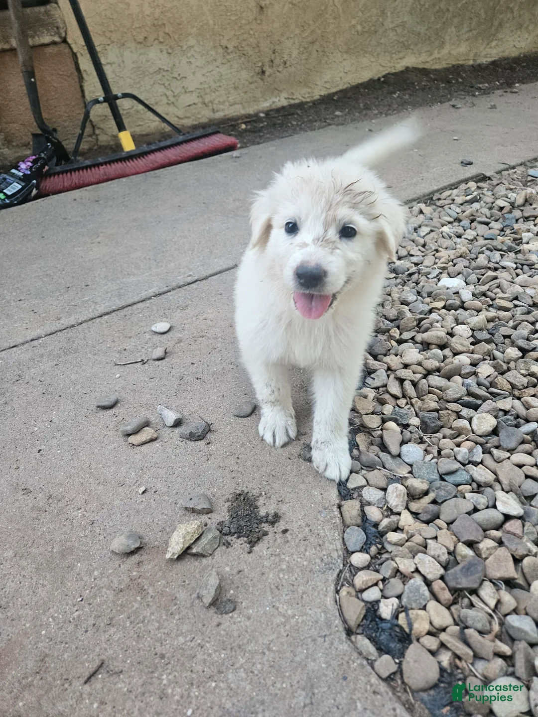 Mixed Breed dogs for sale: Mixed Breed 4 - Ad 2