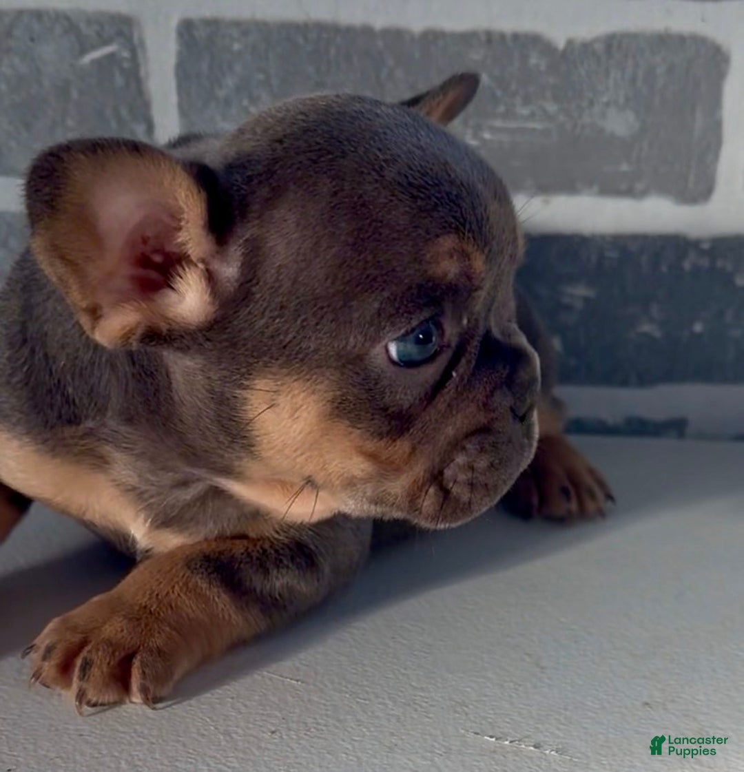 French Bulldog dogs for sale: Bluey - Ad 3