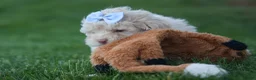 Havapoo dogs for sale: OLEN - Ad 8
