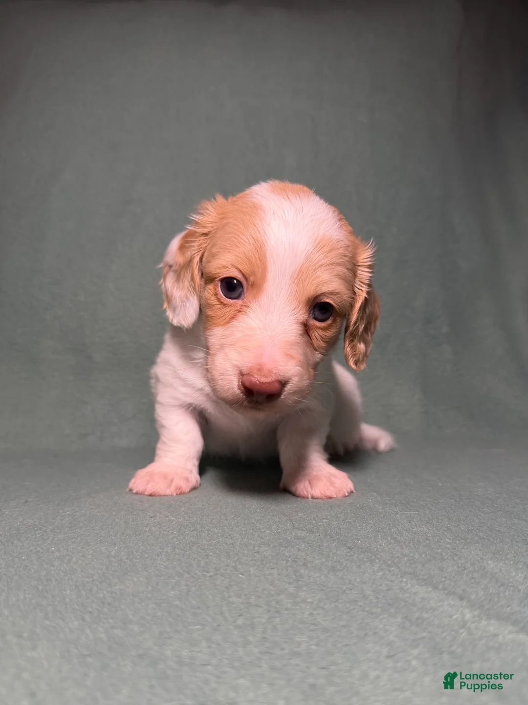 Miniature Dachshund dogs for sale: Piglet - Ad 5