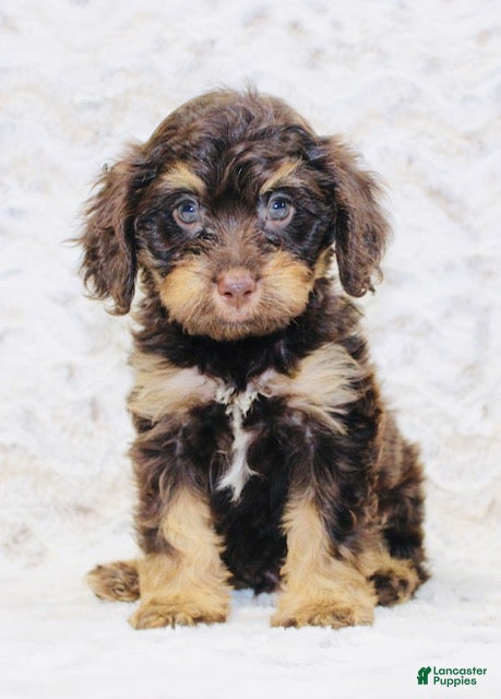 Cavapoo dogs Bubbles - Ad 2