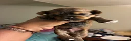 Mixed Breed dogs for sale: Black Jack - Ad 7
