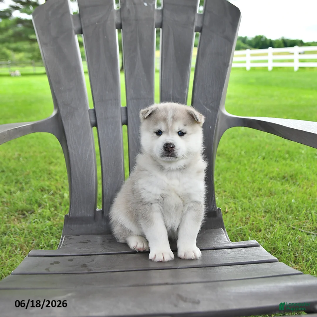Pomsky dogs for sale: Aden - Ad 1