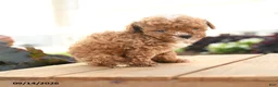 Toy Poodle dogs for sale: Nero - Ad 5