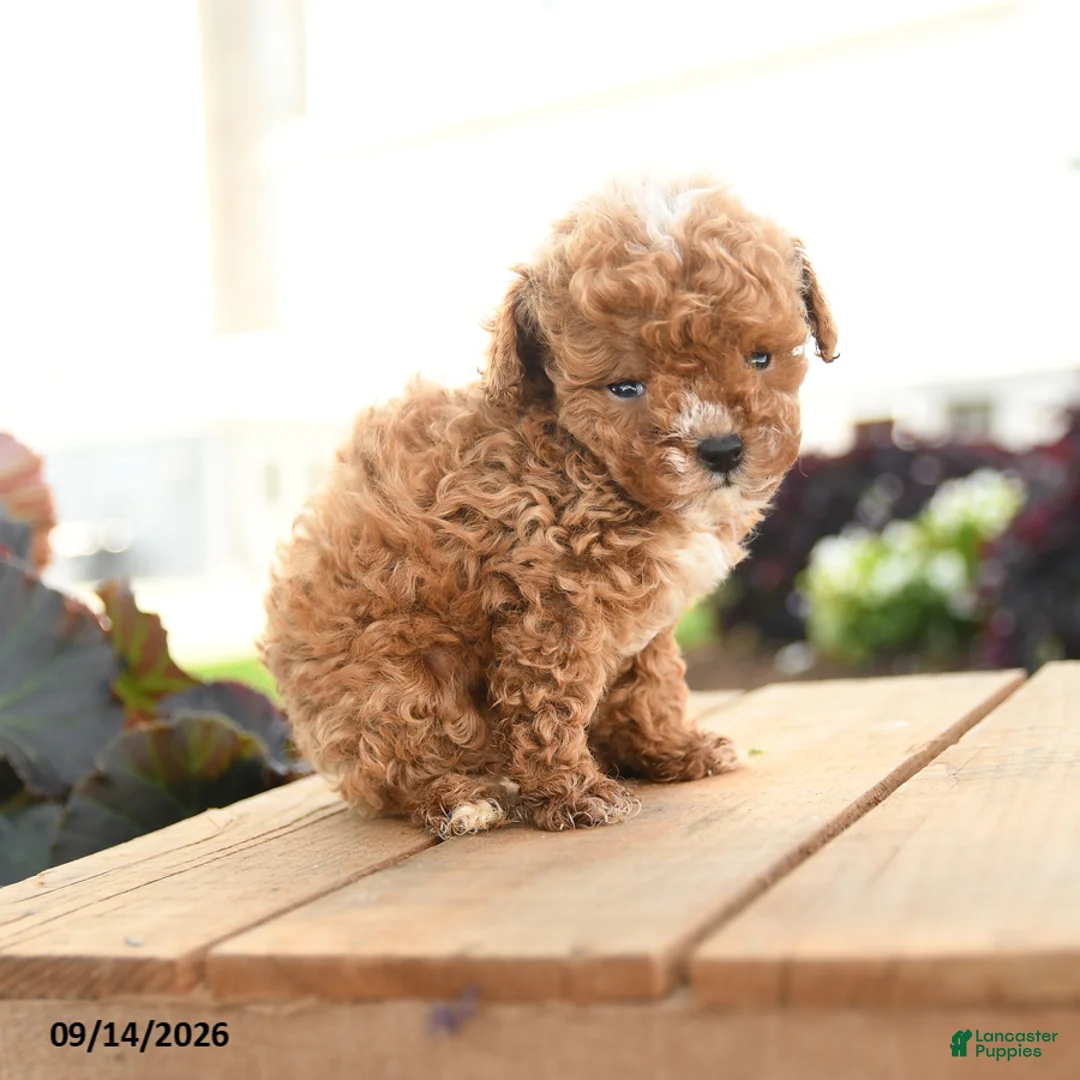 Toy Poodle dogs for sale: Nero - Ad 5