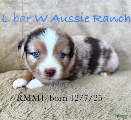 Miniature Australian Shepherd dogs Uncle Abe - Ad 27