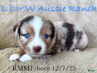Miniature Australian Shepherd dogs Uncle Abe - Ad 1