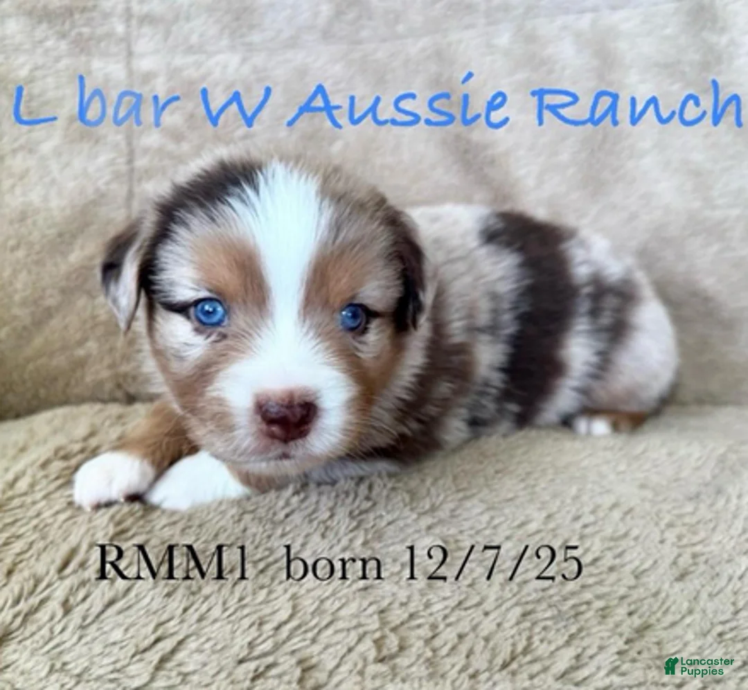 Miniature Australian Shepherd dogs for sale: Uncle Abe - Ad 1
