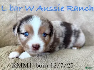 Miniature Australian Shepherd dogs Uncle Abe - Ad 8
