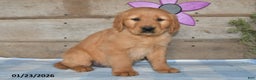 Golden Retriever dogs for sale: Dewey - Ad 4