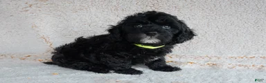 Bernedoodle 2