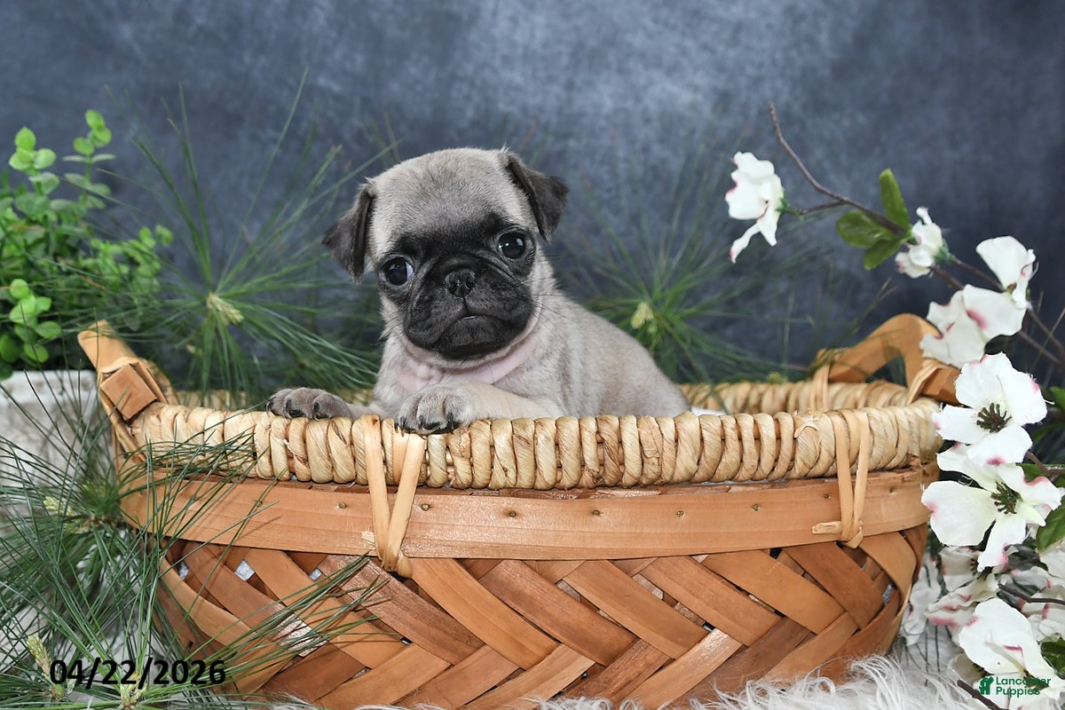 Pug dogs Gilbert - Ad 2