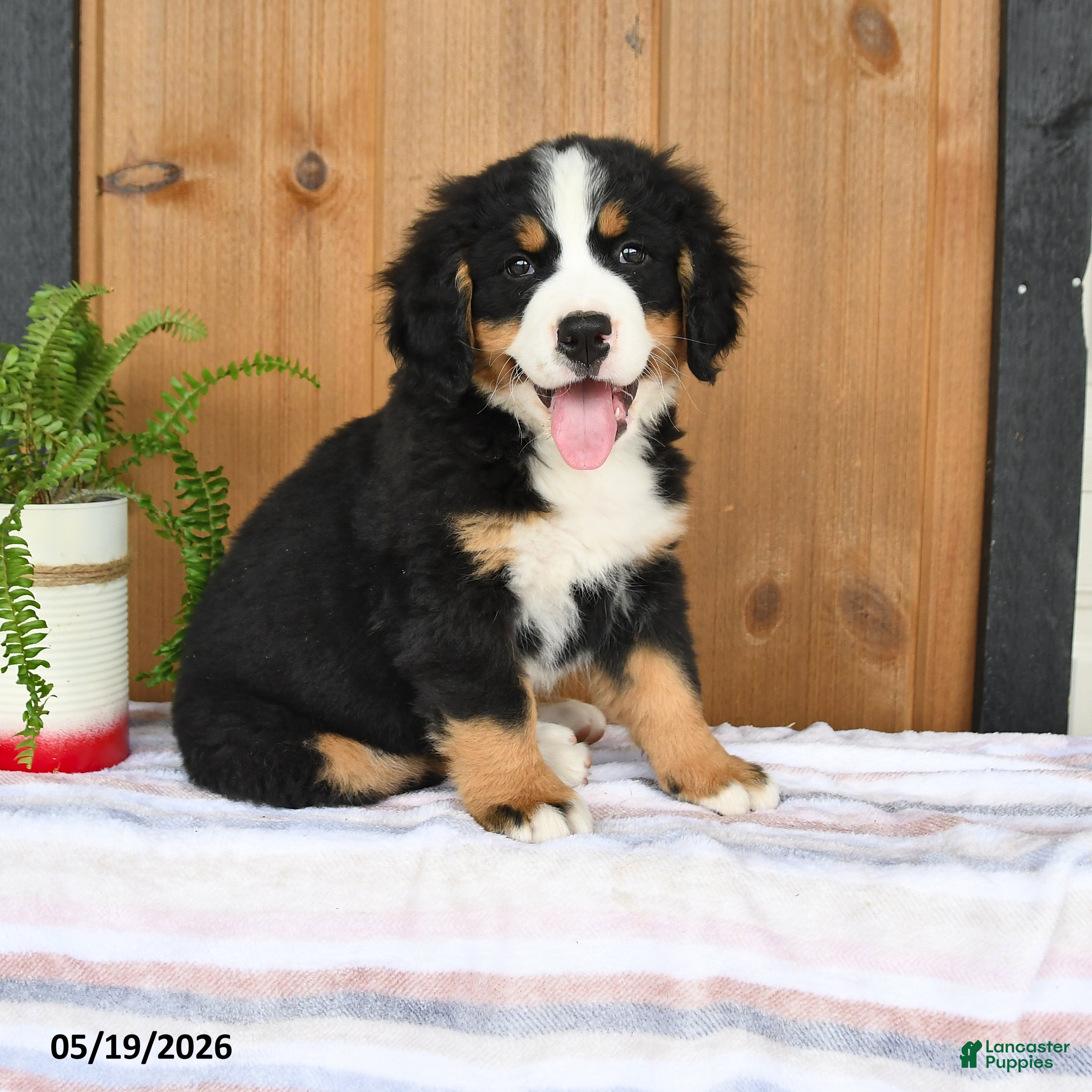 Bernese Mountain Dog dogs Pepper - Ad 1