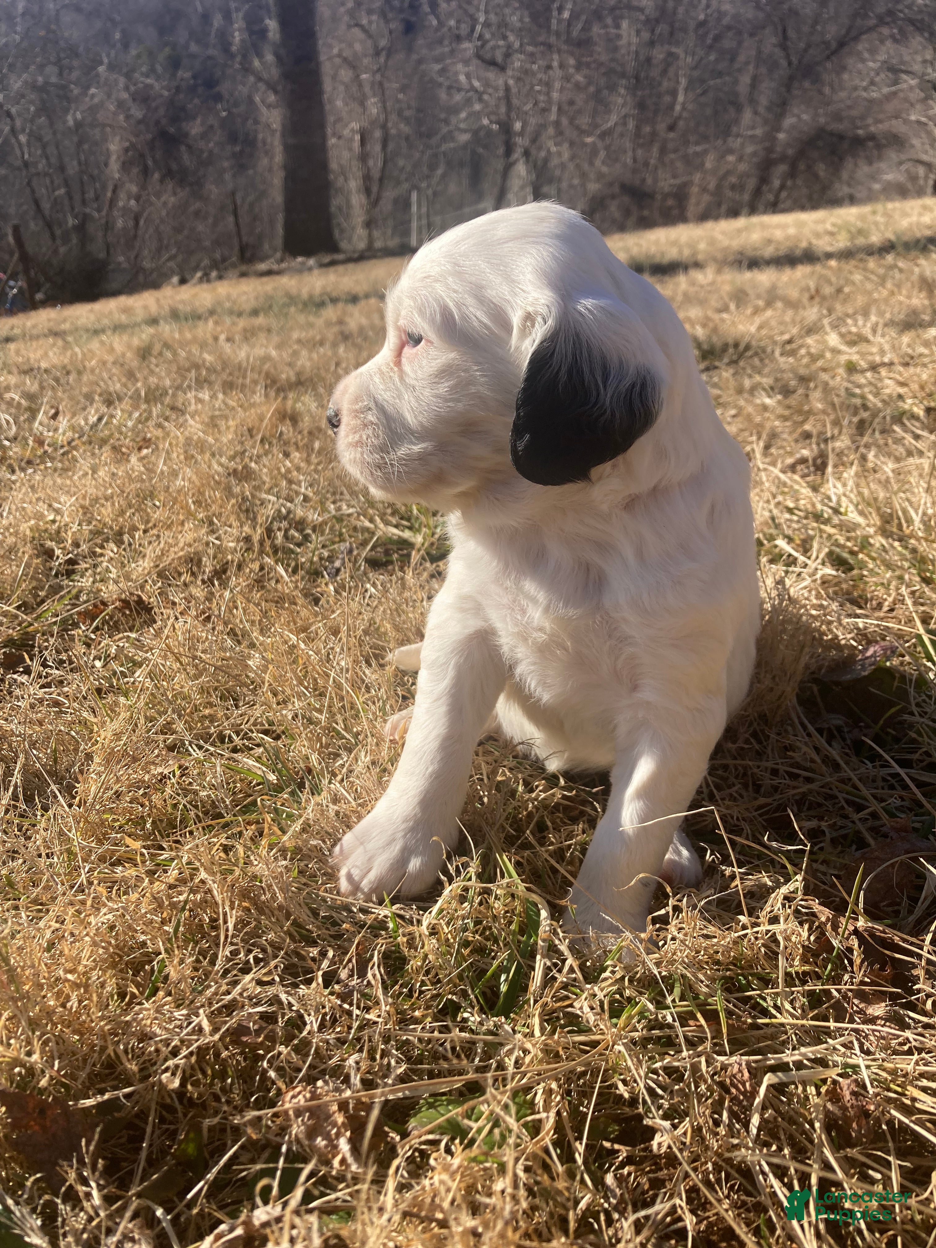 English Setter dogs Dally - Ad 2