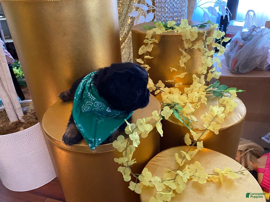 French Bulldog dogs for sale: Sage  - Ad 4