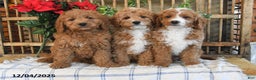 Mini Goldendoodle dogs for sale: Kelly - Ad 5