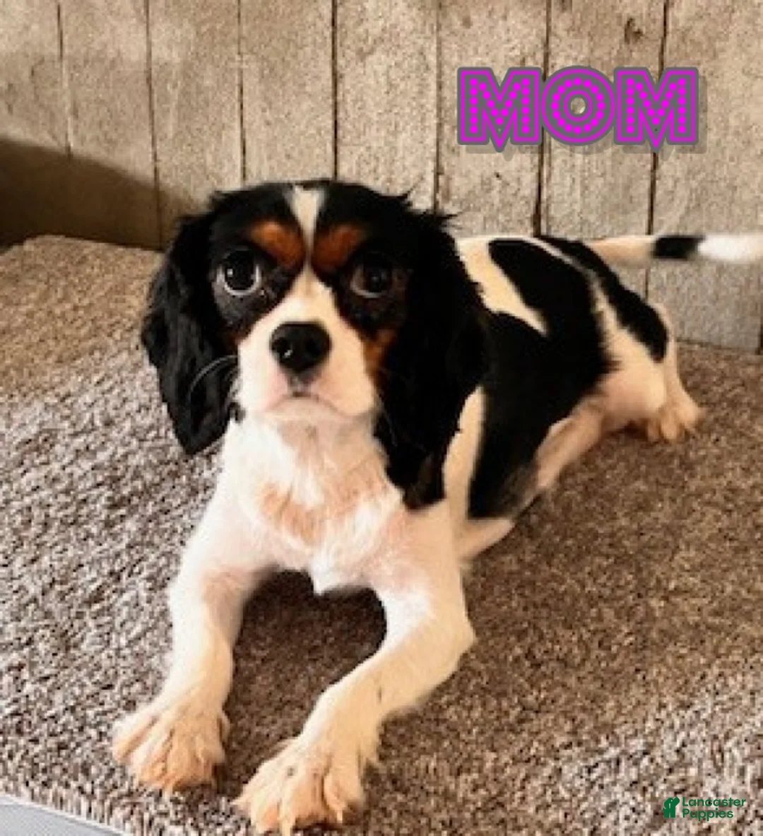 Cavapoo dogs for sale: Lilac - Ad 6