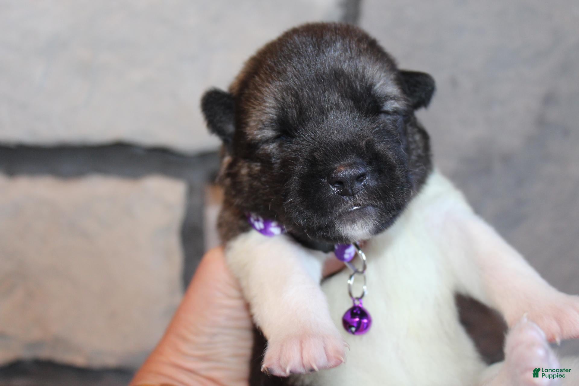 Akita dogs for sale: AKC Kuma - Ad 1