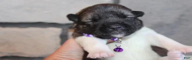AKC Kuma